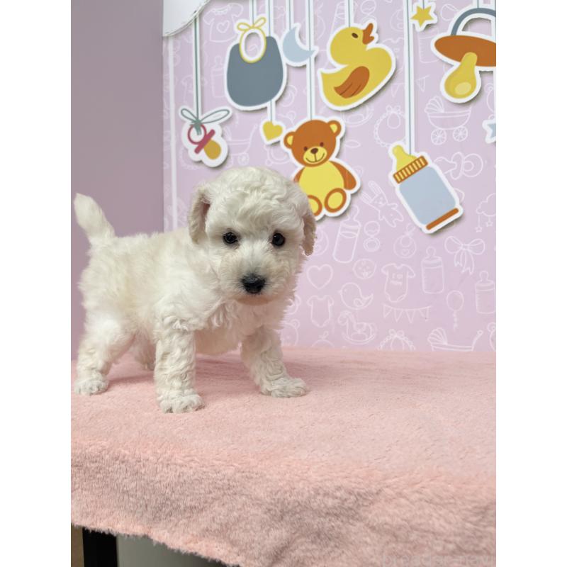 成約済の東京都のトイプードル-416781の4枚目