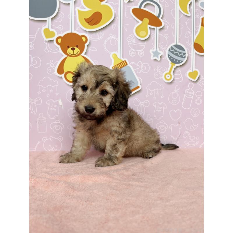 成約済の東京都のダップー:ミニチュアダックスフンド×トイプードル-414476の3枚目