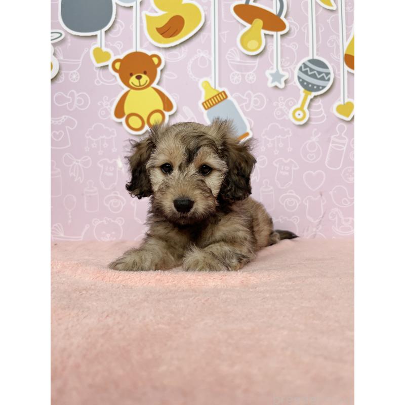 成約済の東京都のダップー:ミニチュアダックスフンド×トイプードル-414476の2枚目