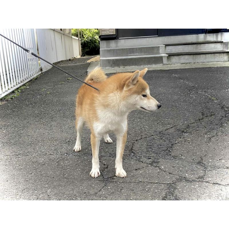 販売中の神奈川県の柴犬-420264の3枚目