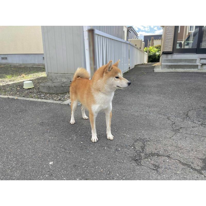 販売中の神奈川県の柴犬-420264の1枚目