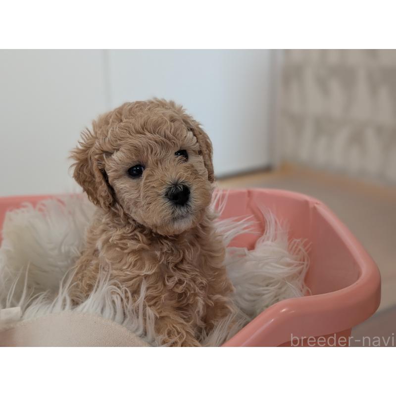 成約済の千葉県のミディアムプードル-417039の4枚目