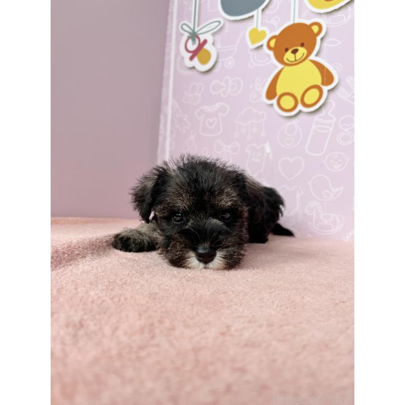 成約済の東京都のミニチュアシュナウザー-415516の5枚目