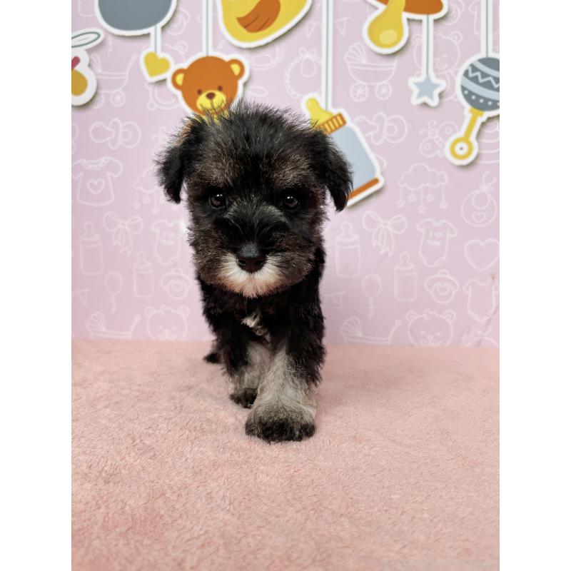 成約済の東京都のミニチュアシュナウザー-415516の4枚目