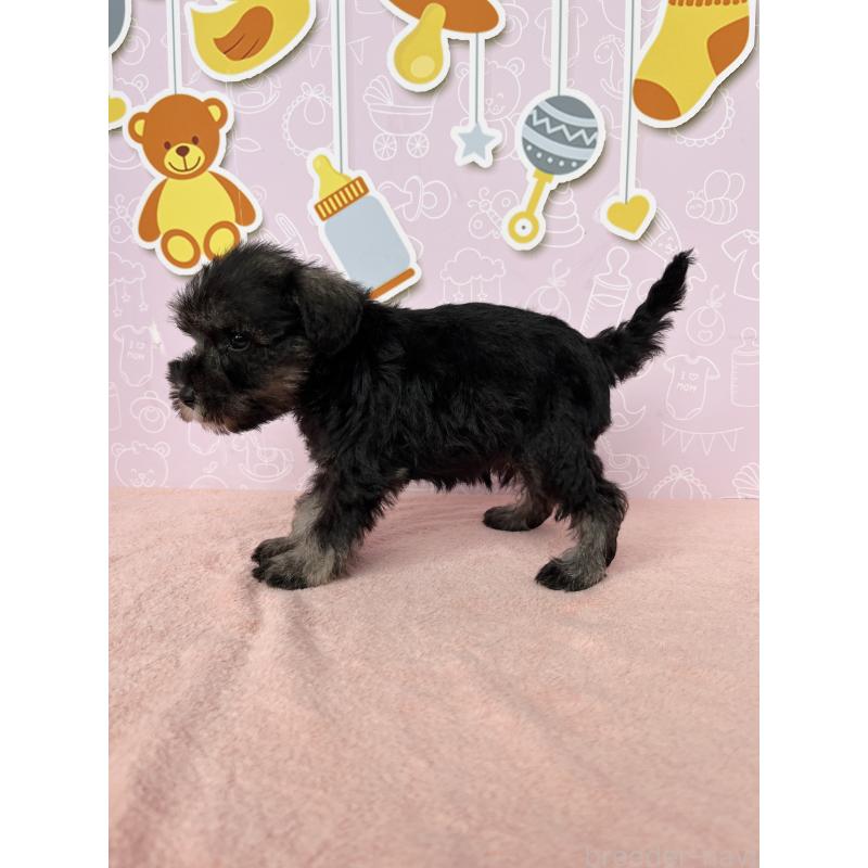 成約済の東京都のミニチュアシュナウザー-415516の3枚目