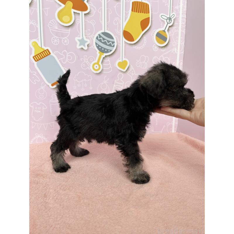 成約済の東京都のミニチュアシュナウザー-415516の2枚目