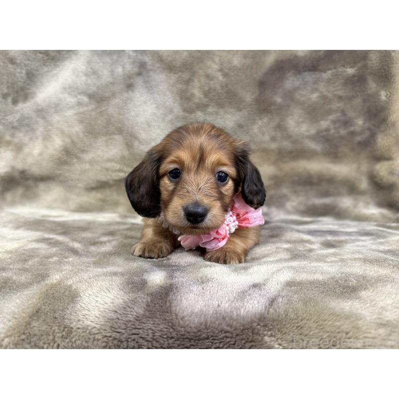 成約済の愛知県のミニチュアダックスフンド(ロングヘアード)-417372の5枚目