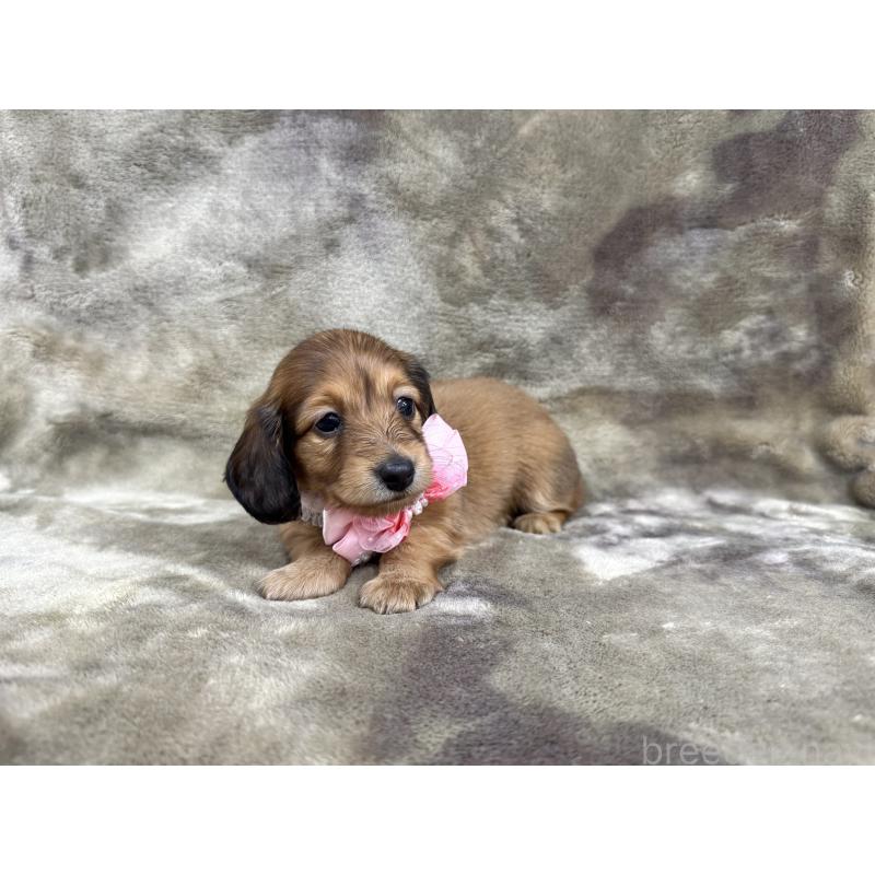 成約済の愛知県のミニチュアダックスフンド(ロングヘアード)-417372の4枚目