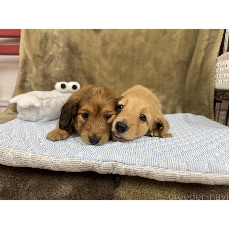 成約済の愛知県のミニチュアダックスフンド(ロングヘアード)-417372の3枚目