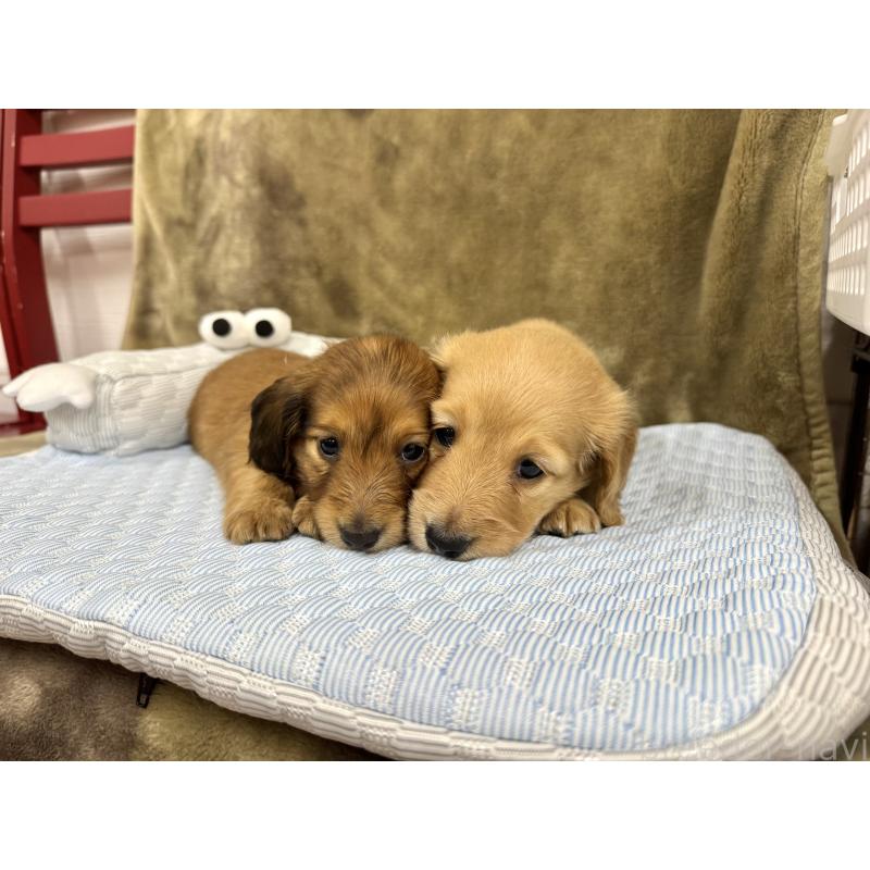 成約済の愛知県のミニチュアダックスフンド(ロングヘアード)-417372の2枚目