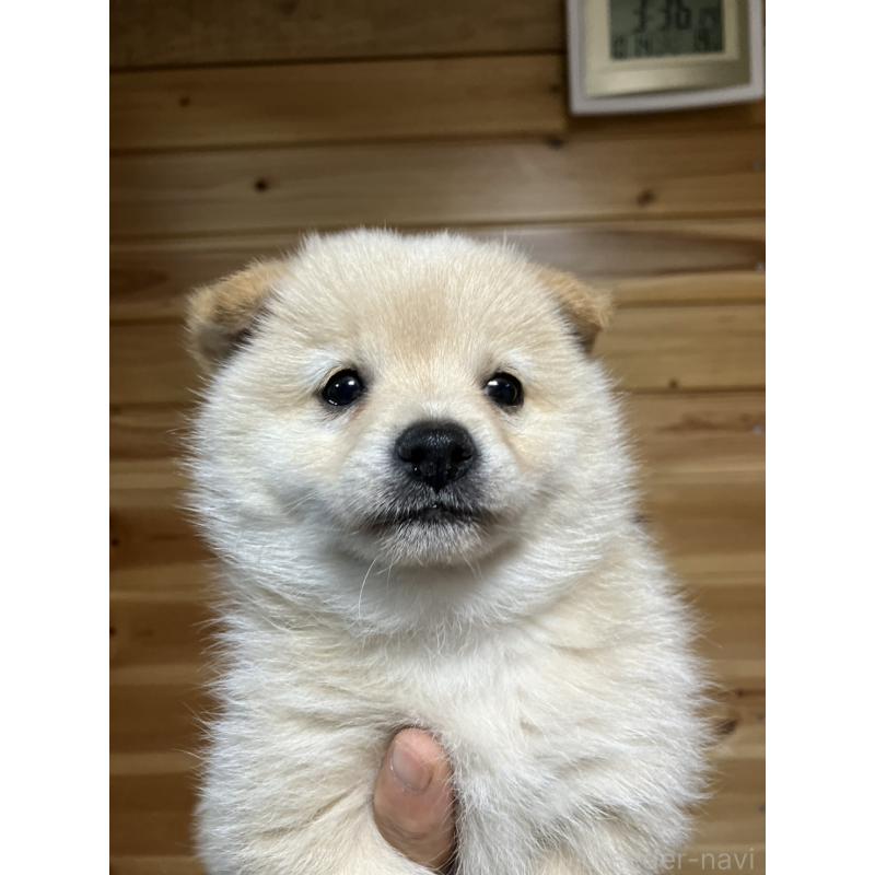販売中の福島県のミックス犬-420268の5枚目