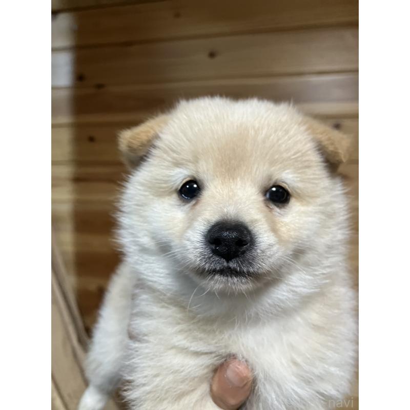 販売中の福島県のミックス犬-420268の4枚目