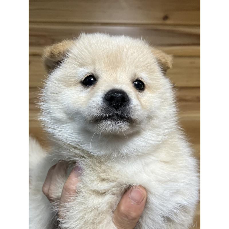 販売中の福島県のミックス犬-420268の3枚目