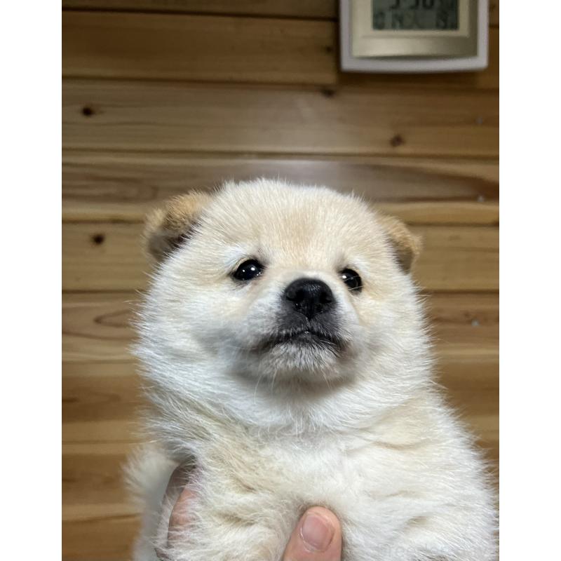 販売中の福島県のミックス犬-420268の2枚目