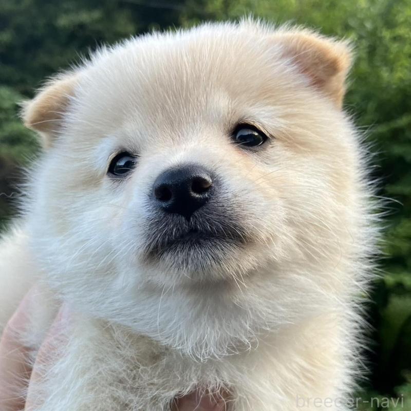 販売中の福島県のミックス犬-420268の1枚目