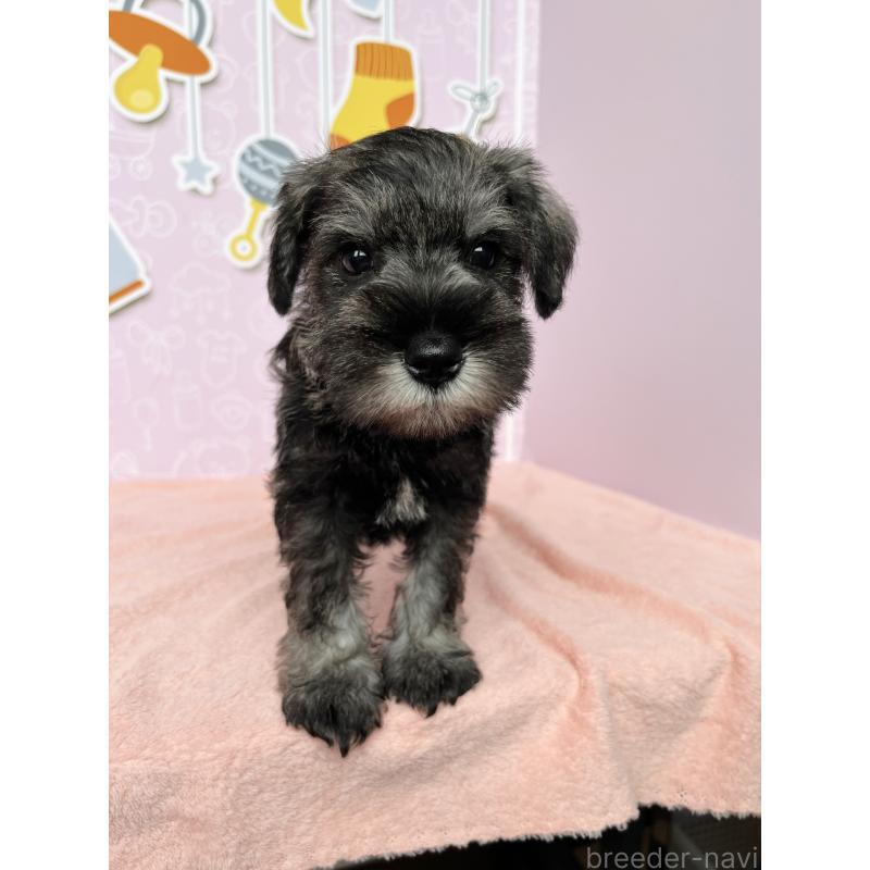 成約済の東京都のミニチュアシュナウザー-415554の4枚目