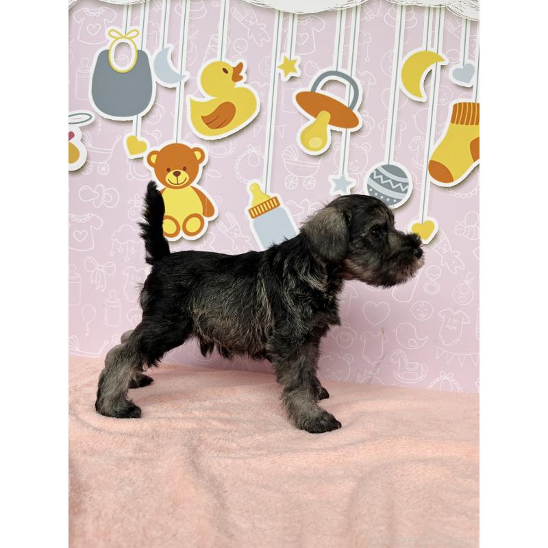 成約済の東京都のミニチュアシュナウザー-415554の3枚目