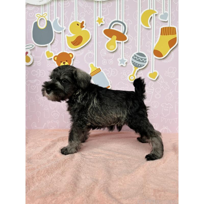 成約済の東京都のミニチュアシュナウザー-415554の2枚目