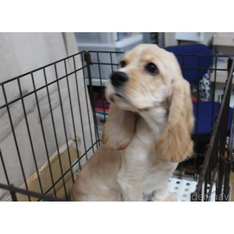 販売中の長崎県のアメリカンコッカースパニエル-397121の5枚目