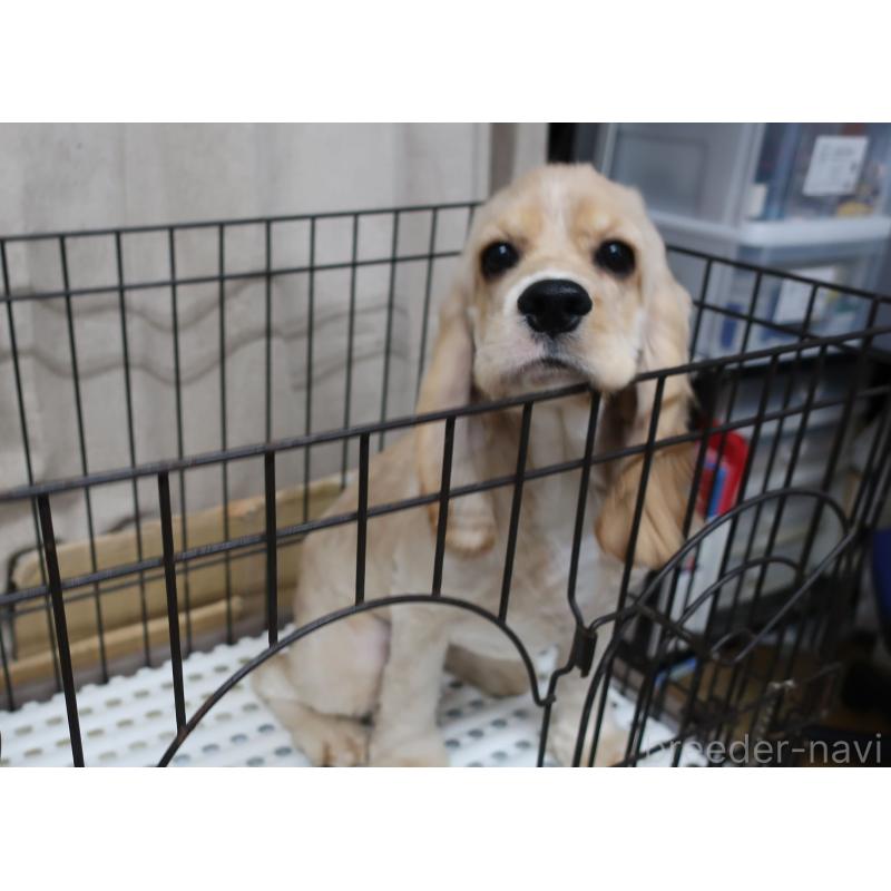 販売中の長崎県のアメリカンコッカースパニエル-397121の4枚目