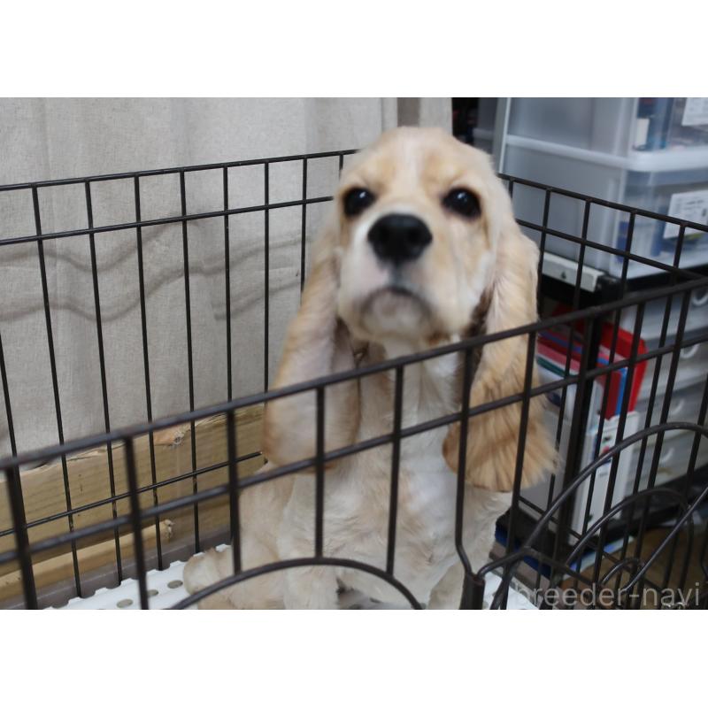 販売中の長崎県のアメリカンコッカースパニエル-397121の3枚目