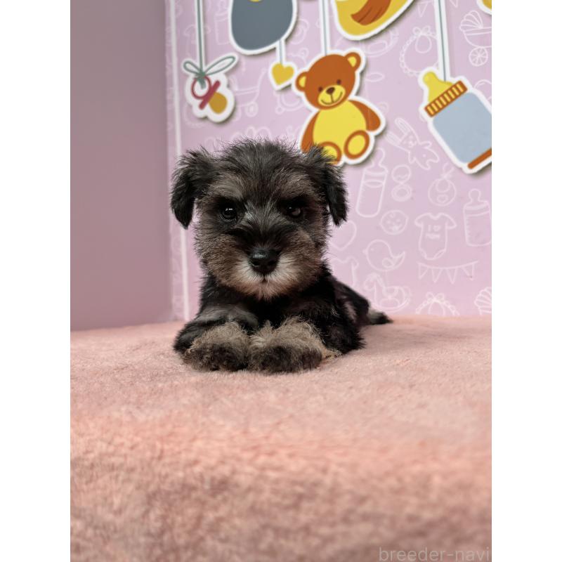 成約済の東京都のミニチュアシュナウザー-415565の8枚目