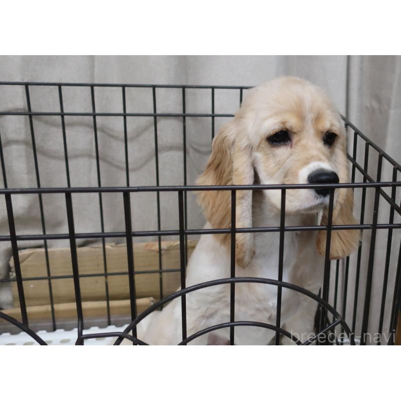 販売中の長崎県のアメリカンコッカースパニエル-397121の2枚目