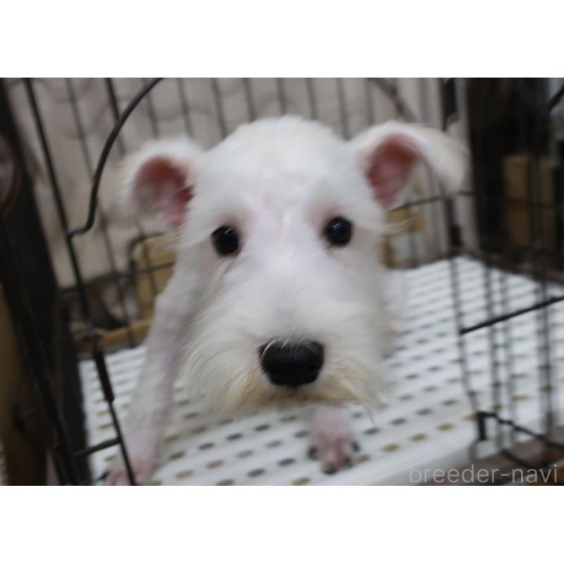 販売中の長崎県のミニチュアシュナウザー-405124の4枚目