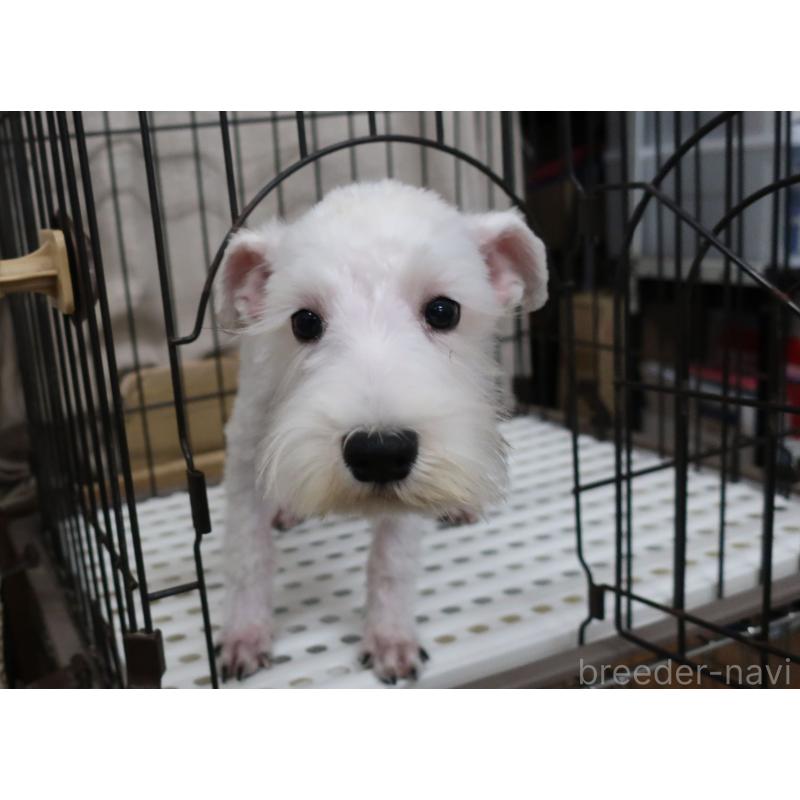 販売中の長崎県のミニチュアシュナウザー-405124の2枚目