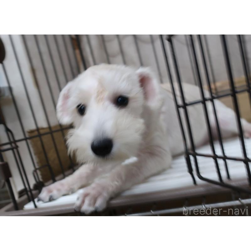 販売中の長崎県のミニチュアシュナウザー-405122の4枚目