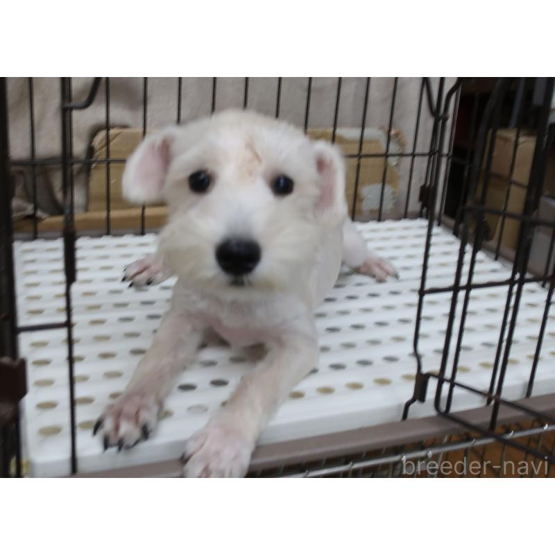 販売中の長崎県のミニチュアシュナウザー-405122の3枚目