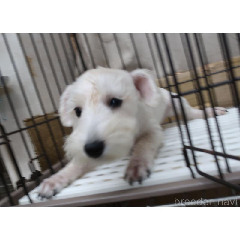 販売中の長崎県のミニチュアシュナウザー-405122の2枚目