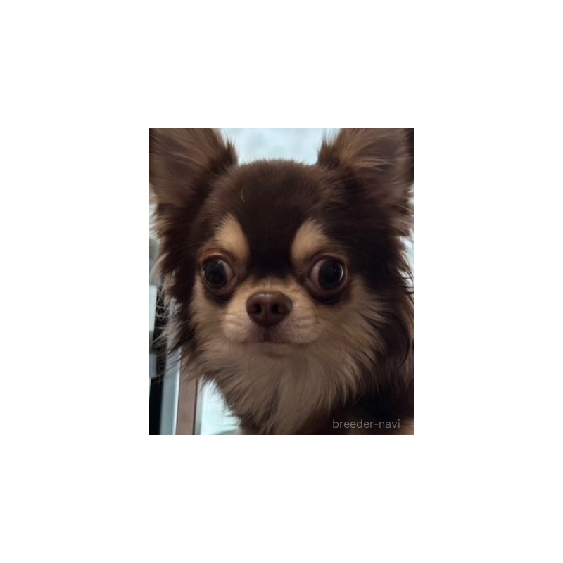 チョコビくん1枚目