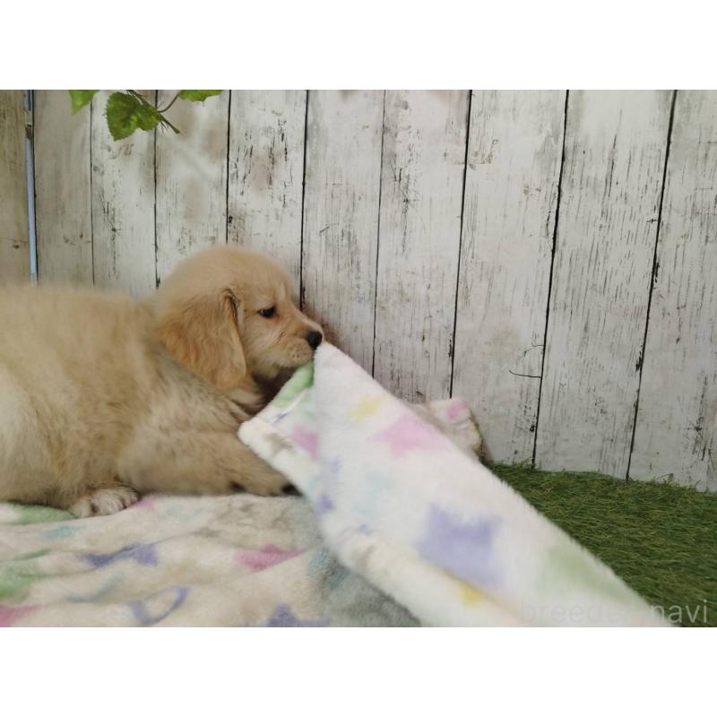 販売中の三重県のゴールデンレトリーバー-415610の5枚目