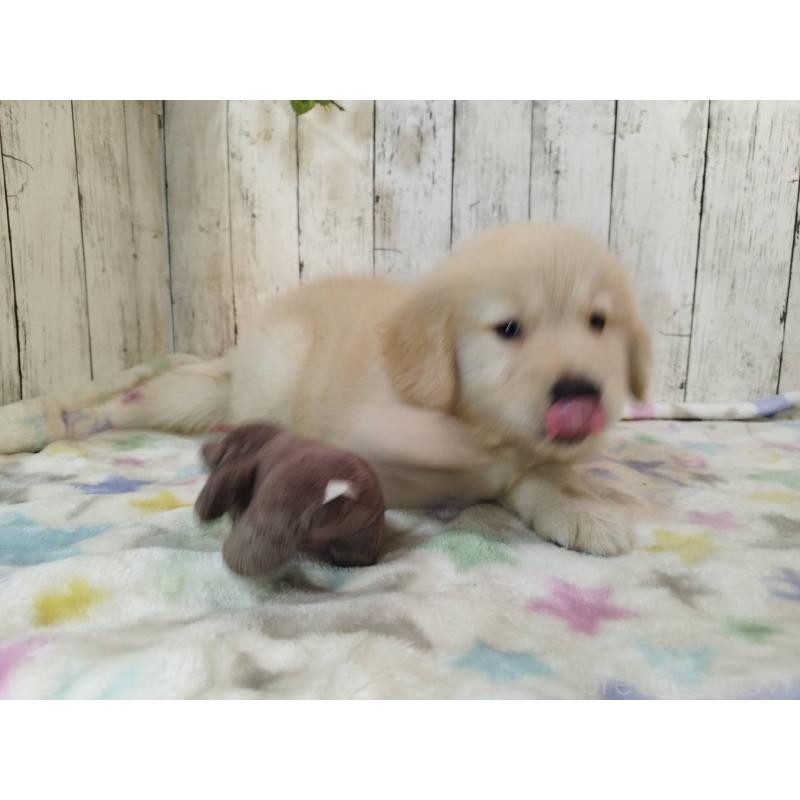 販売中の三重県のゴールデンレトリーバー-415610の4枚目