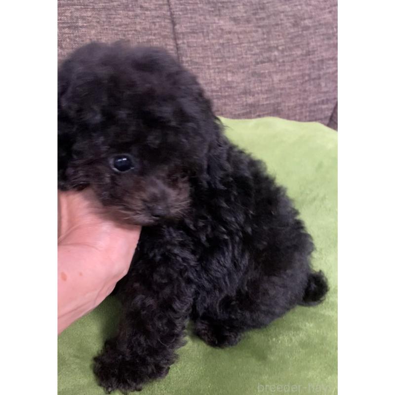 販売中の愛知県のティーカッププードル-410164の6枚目