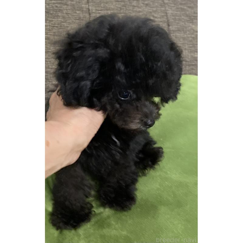 販売中の愛知県のティーカッププードル-410164の5枚目