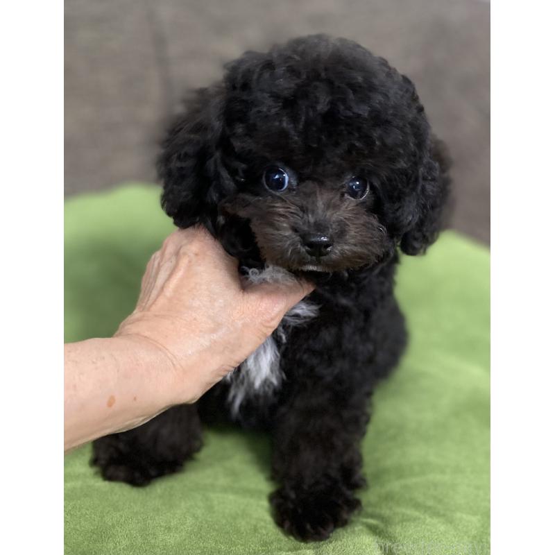 販売中の愛知県のティーカッププードル-410162の4枚目