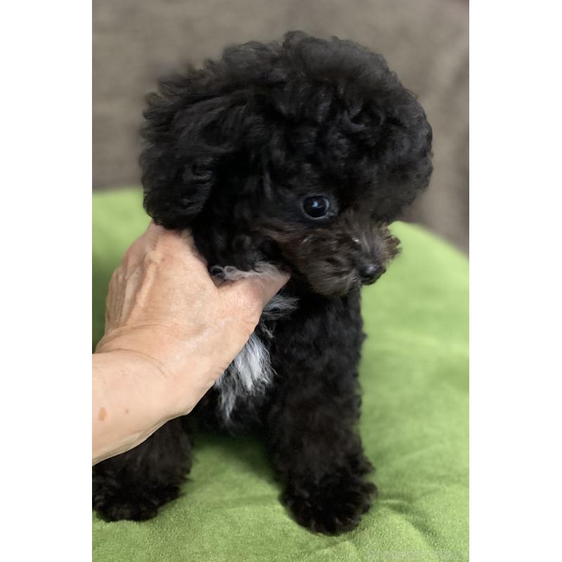 販売中の愛知県のティーカッププードル-410162の3枚目