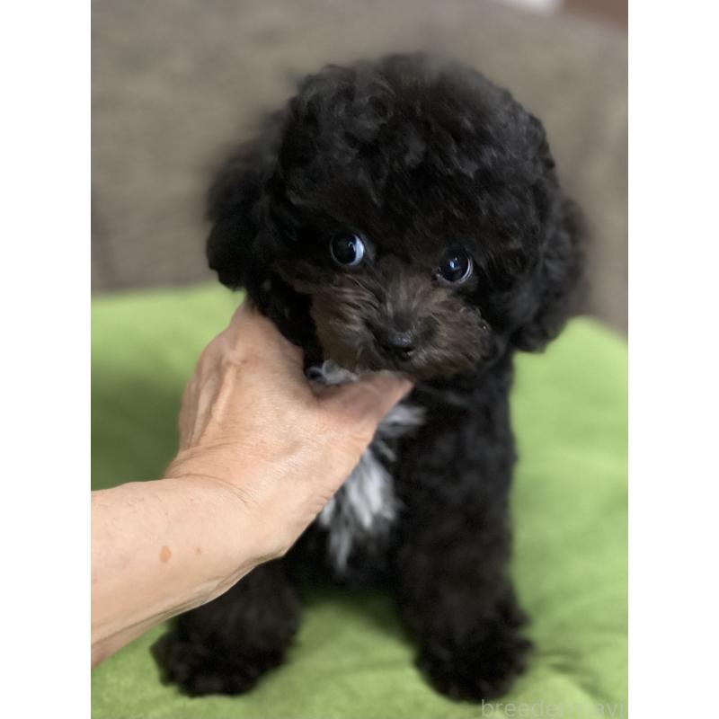 販売中の愛知県のティーカッププードル-410162の2枚目