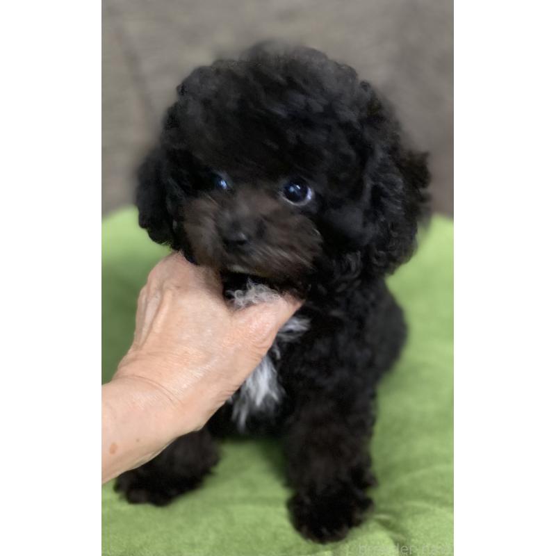 販売中の愛知県のティーカッププードル-410162