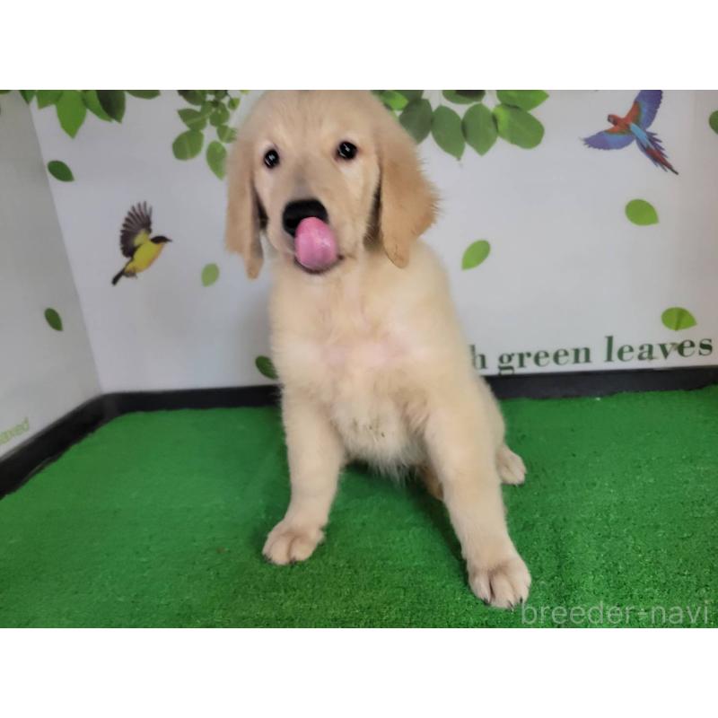 販売中の三重県のゴールデンレトリーバー-415550の5枚目