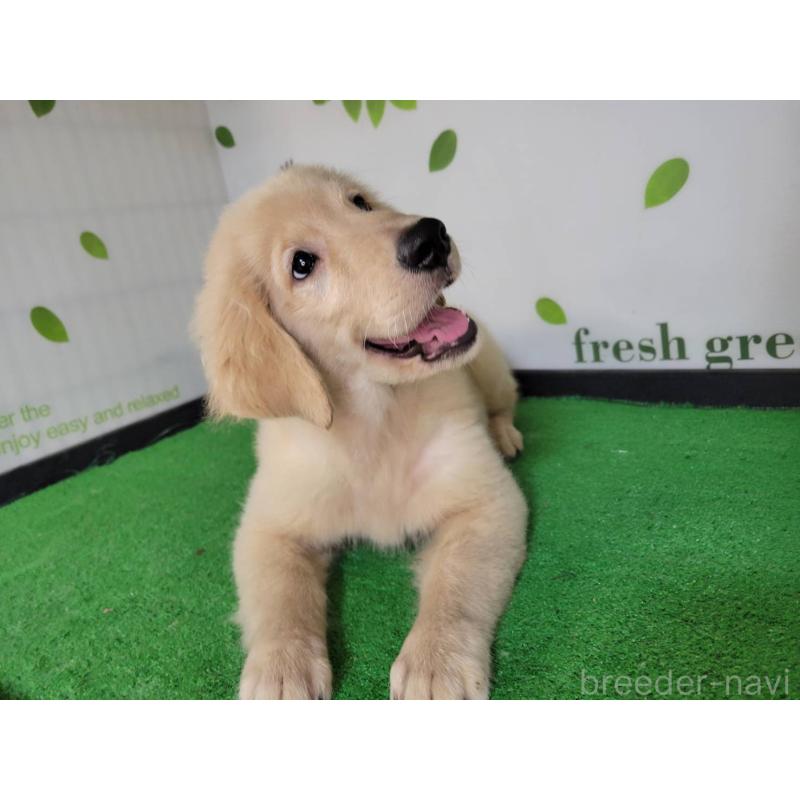 販売中の三重県のゴールデンレトリーバー-415550の4枚目