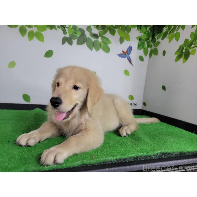 販売中の三重県のゴールデンレトリーバー-415553の5枚目