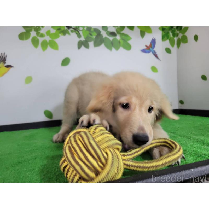 販売中の三重県のゴールデンレトリーバー-415553の4枚目