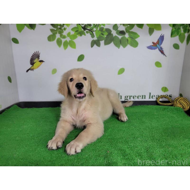 販売中の三重県のゴールデンレトリーバー-415553の3枚目