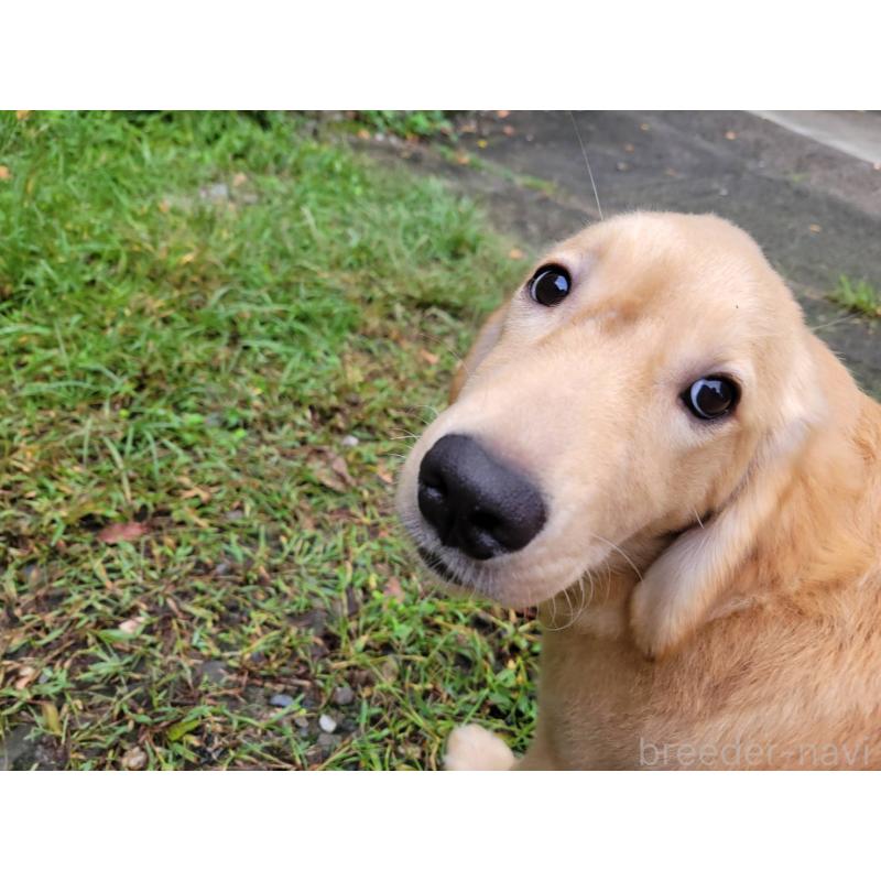 成約済の三重県のゴールデンレトリーバー-396177の3枚目