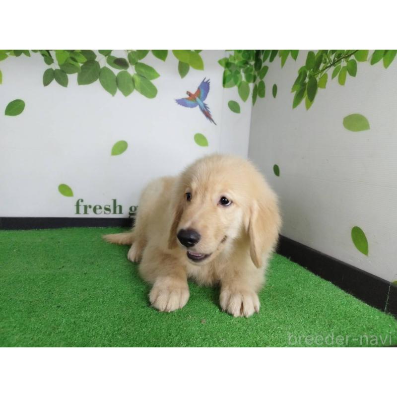 販売中の三重県のゴールデンレトリーバー-415548の5枚目