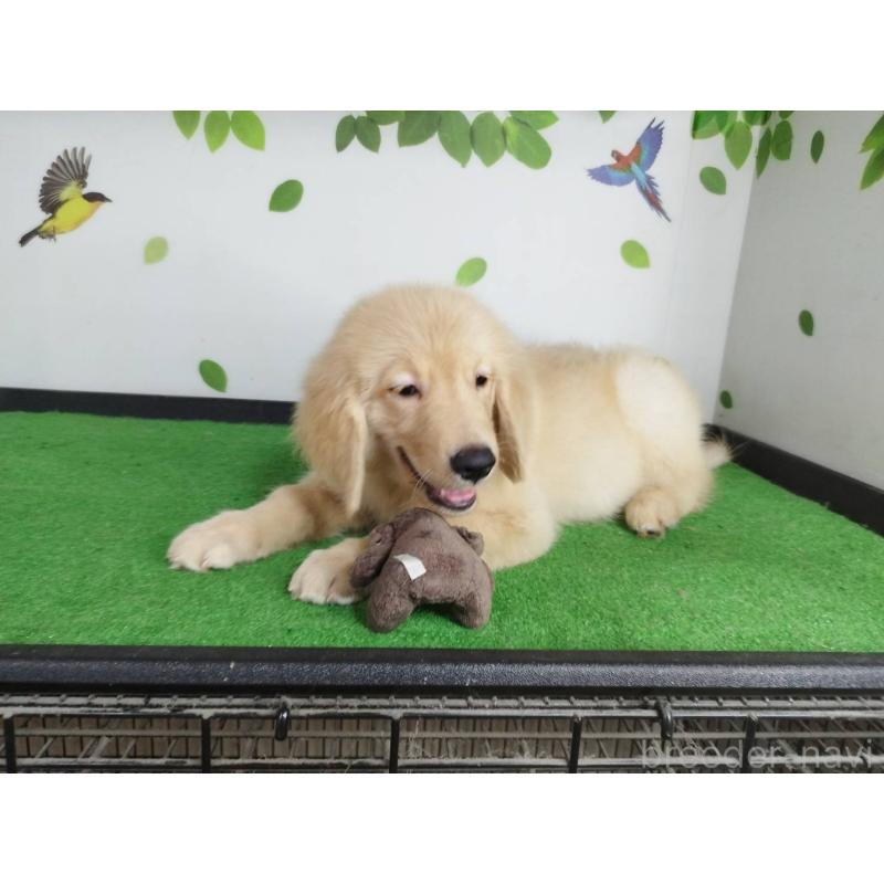 販売中の三重県のゴールデンレトリーバー-415548の4枚目