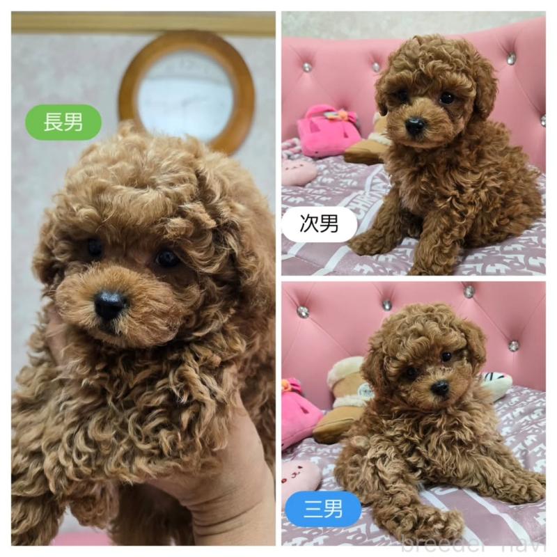販売中の茨城県のタイニープードル-420284の3枚目